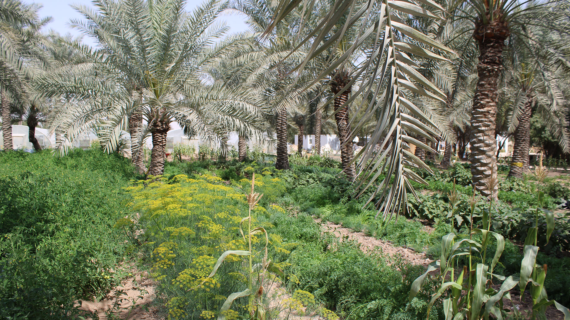 Landwirtschaft in Katar