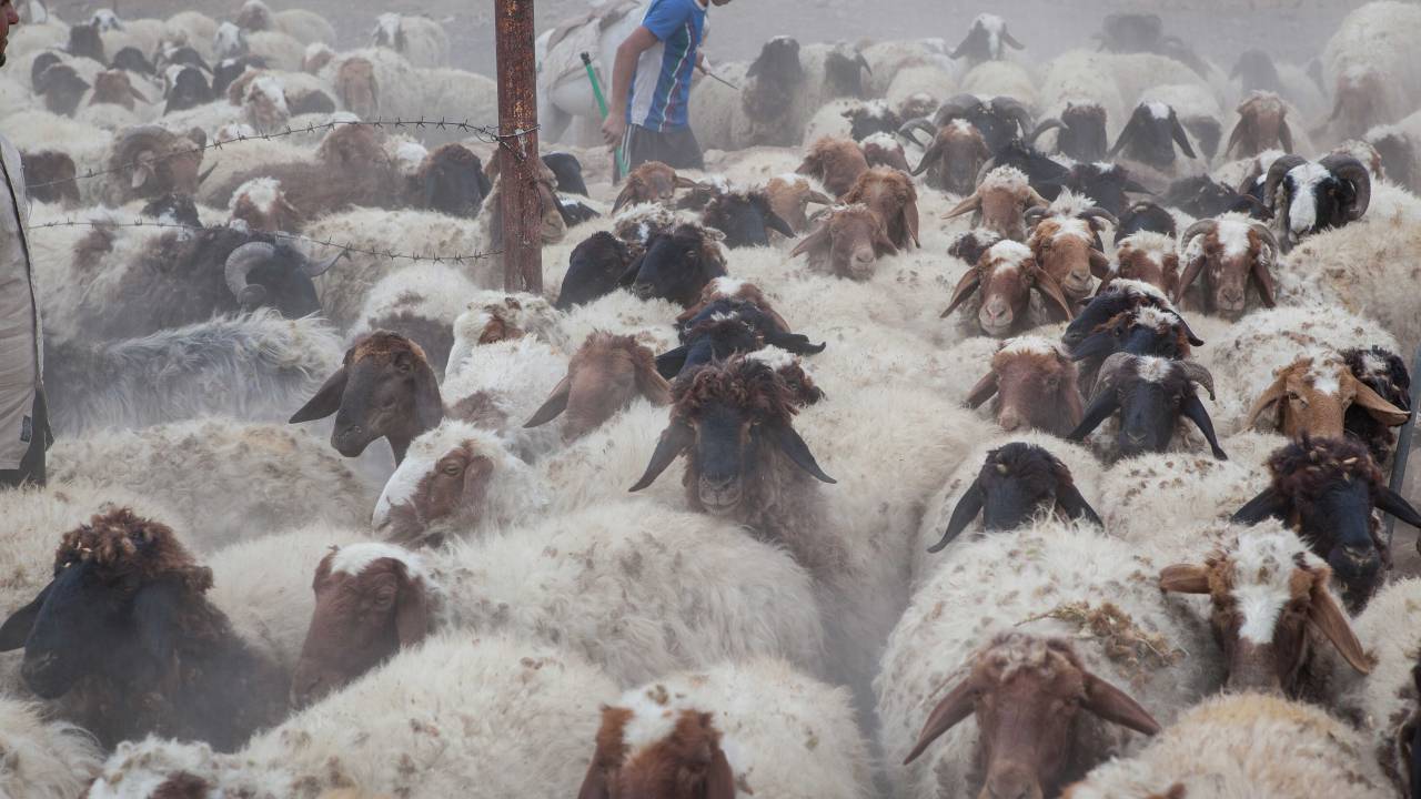 Landwirtschaft und Klimawandel im Irak