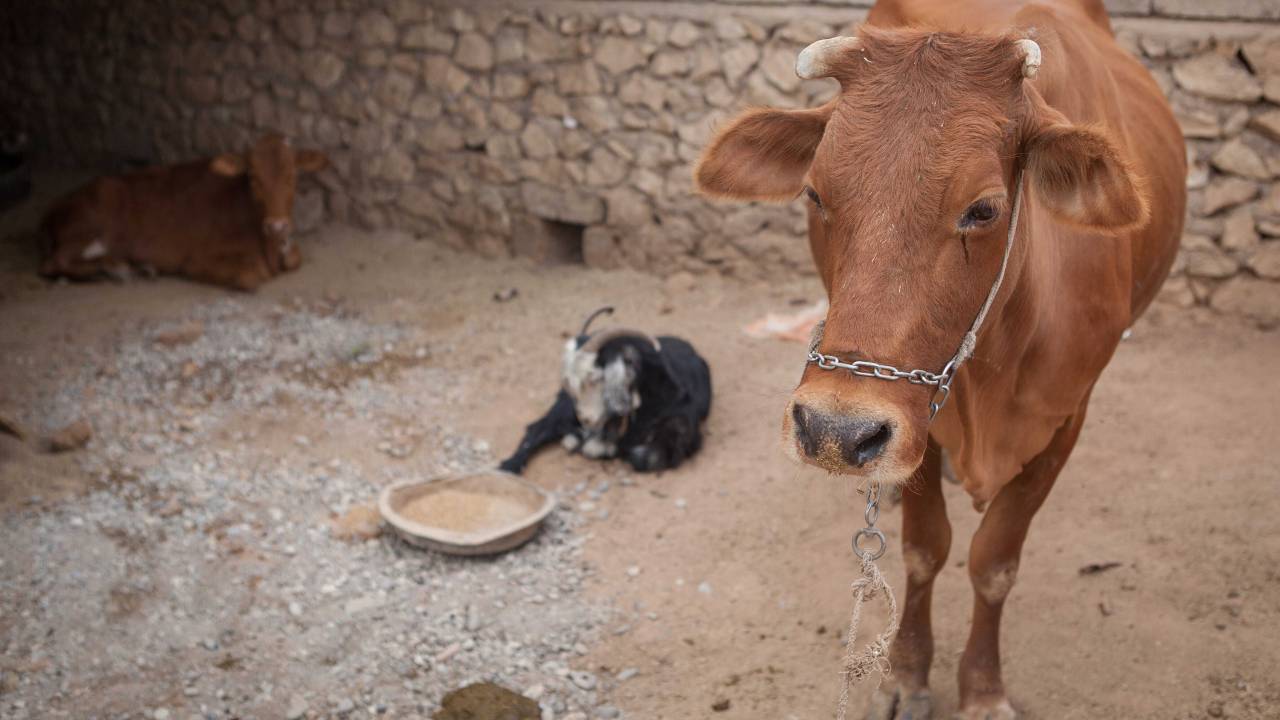 Landwirtschaft und Klimawandel im Irak